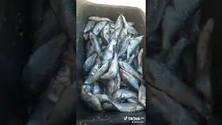 засолка воблы