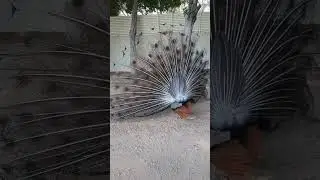he show how beautiful he is