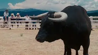 Slap The Bull