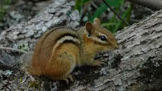 4 minutes of Chipmunk