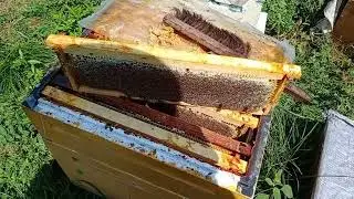 Качка кавказской липы с каштаном #липа #кавказскаялипа #пасекавгорах