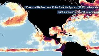 Extreme Ocean Temperatures Are Affecting Florida’s Coral Reef