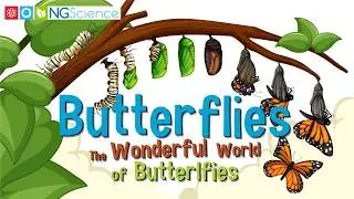 Butterflies – The Wonderful World of Butterlfies