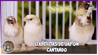Isabelitas de japón cantando (society finch singing) 🦜