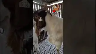 SUKA TERNAK - BOER GOAT STUD FROM INDONESIA | KAMBING BOER INDONESIA