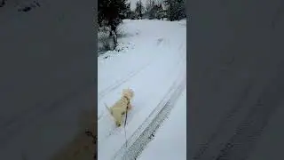 БЕЛАРУСЬ. МУЗЫКАЛЬНАЯ ПАУЗА С ВЕСТИКОМ НИКОЙ. 