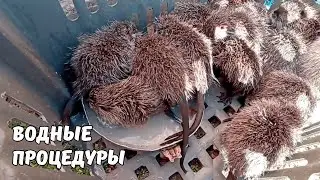 Тепло, солнечно, НУТРЯТА купаются.15. 02. 25