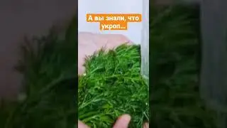 Что творит укроп ?