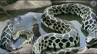 Dragon vs. Anaconda