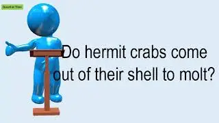 Do Hermit Crabs Come Out Of Their Shell To Molt?