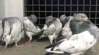 my z pigeons #pigeon @Sumon.Bappy.6M @ShohelRanaEK