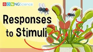 Responses to Stimuli