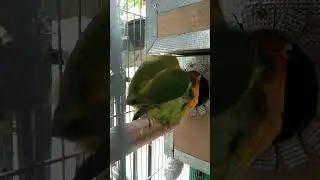 Lovebird | Proven  #birds  #africanlovebird #fischer #hobby #lovebirds  #youtubeshorts #shorts #pets