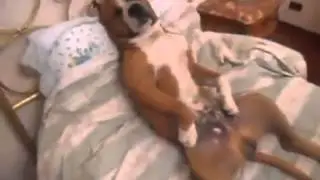 Pitbull durmiendo bien rico