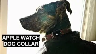 Apple Watch Dog - GPS COLLAR!
