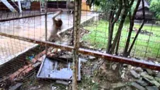 Baby Monkey