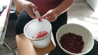 Яблоки сыпятся.Собрала и обескостила вишню.Подкапнула картошку.