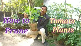 How to Prune Tomato Plants in a Perfect Way.