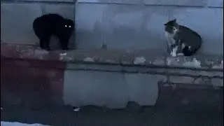 #cat #кошки