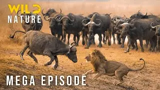 🔴 Savage Serengeti: Predators of the Great Migration (Mega episode) | Wild Nature