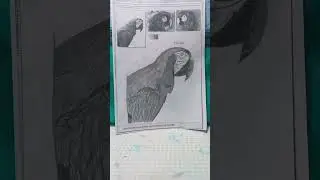 Mi primer dibujo blanco y negro "realista" loro 🦜