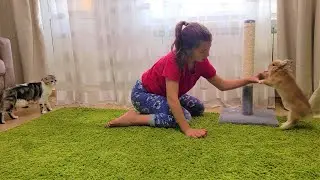 Pregnant Pippi rabbit has become aggressive, growls and bites her mistress🤔