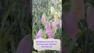 Reconocimiento y propiedades de la dedalera o digital