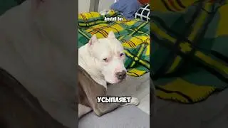 Когда умирает собака или кошка 
