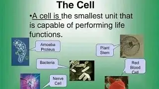 Cell Structure Theory Organelles Diagrams Etc intro for Nmdcat 2022 🔰⛤✔👍🛡.