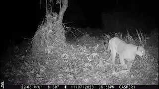 Huge Mountain Lion!