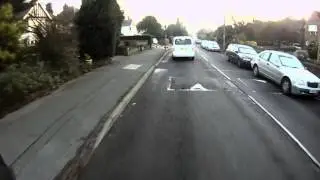 Runaway dog on the road