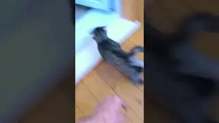 да он просто издевается 🤣🤣🤣 #юмор #ржака