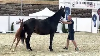 HP Villeroy (Vivaldon x Bonds x Apache)