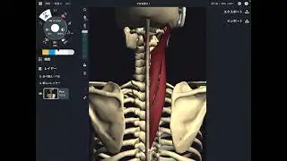 Anatomy of neck muscles: splenius muscles