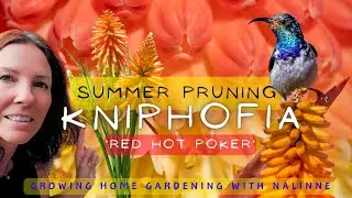 'Red Hot Poker' KNIPHOFIA Pruning ✂️ Growing Home Gardening #kniphofia #pruning