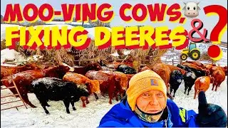 Moving COWS, Fixing Deeres, just a Day in the Life of a CATTLE RANCHER 🤠🐮