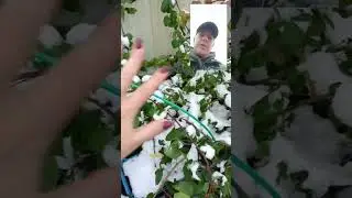 Как будут зимовать гортензии. Первый снег.