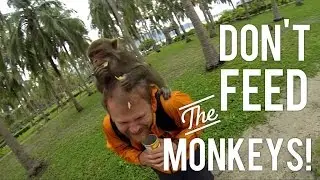 Crazy Monkey Feeding Frenzies| Monkey Island, Nha Trang, Vietnam|