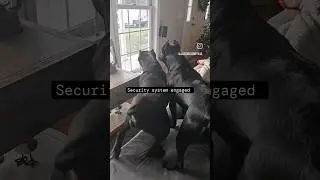 Would You Enter With These Gaurd Dogs? 
