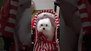 Осторожно!злая собака)))