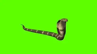 King cobra // Green screen king cobra // Cobra down to slither // 