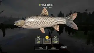 🐟Почти Трофейный Белый Амур 23 кг #русскаярыбалка4 #russianfishing4 #рыбалка #трофей #амур #fishing