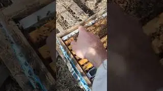 🐝🍯