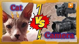 Cat VS Camera