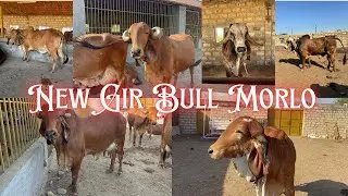New Bull Morlo-Mangaleshwar Gir Gausala,Junagadh #new #bull