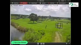 Live from Save the Chimps