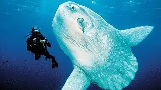 10 Facts about the Ocean Sunfish