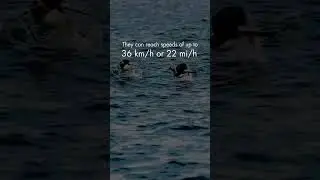 Did you know... Penguin?