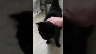 World's Cutest Cat