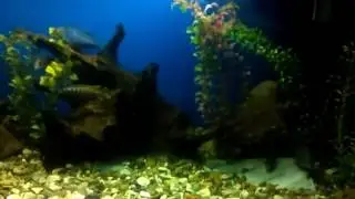 Двойной нерест в общем аквариуме пара дельфинов и пара алунокар няса!